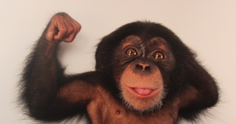 Cómo un mono es más humano y por qué?