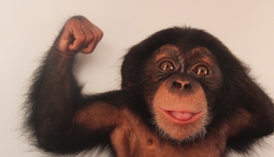 Cómo un mono es más humano y por qué?