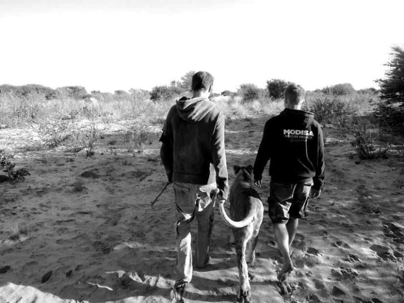 Cómo viví con leones en Botswana