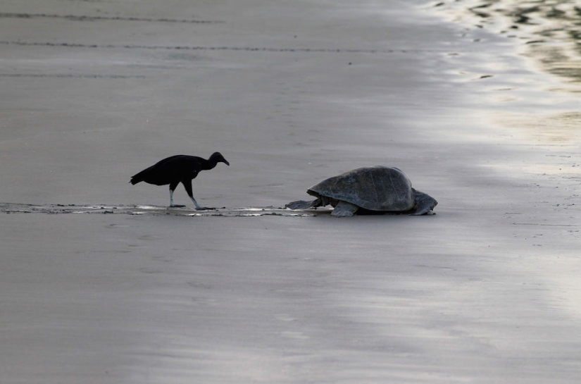 Coasts around the world in pictures