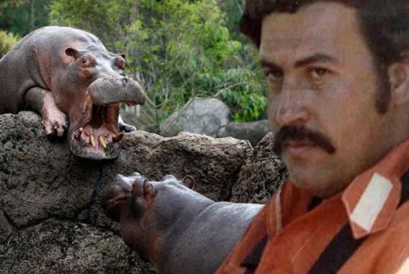 Cocaine hippos of Colombia, or Environmental sabotage Escobar