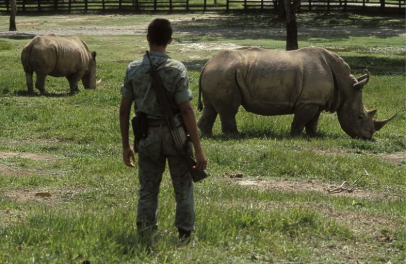 Cocaine hippos of Colombia, or Environmental sabotage Escobar