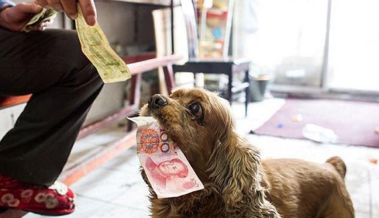Cocker Spaniel que ama el dinero
