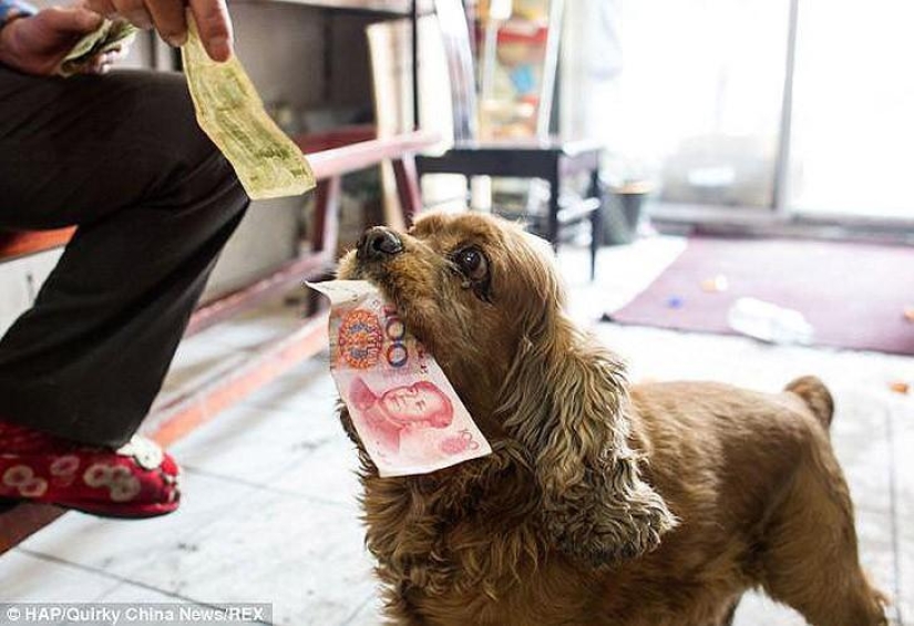Cocker Spaniel who loves money
