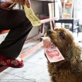 Cocker Spaniel who loves money