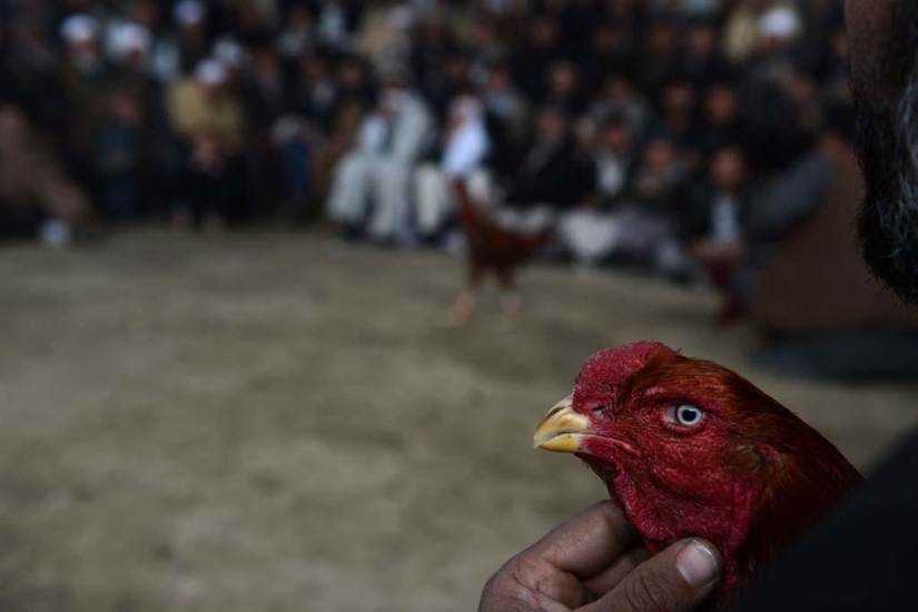 Cockfighting in Afghanistan