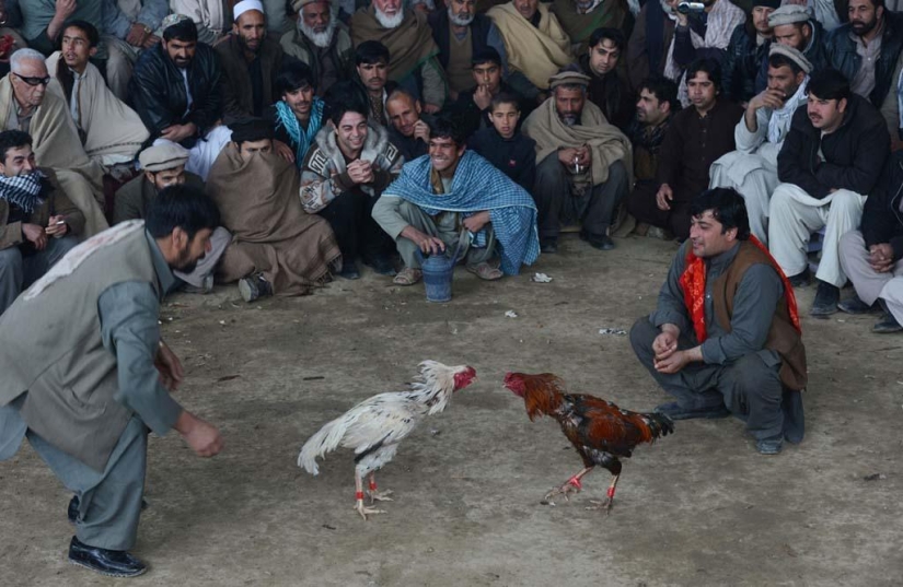 Cockfighting in Afghanistan