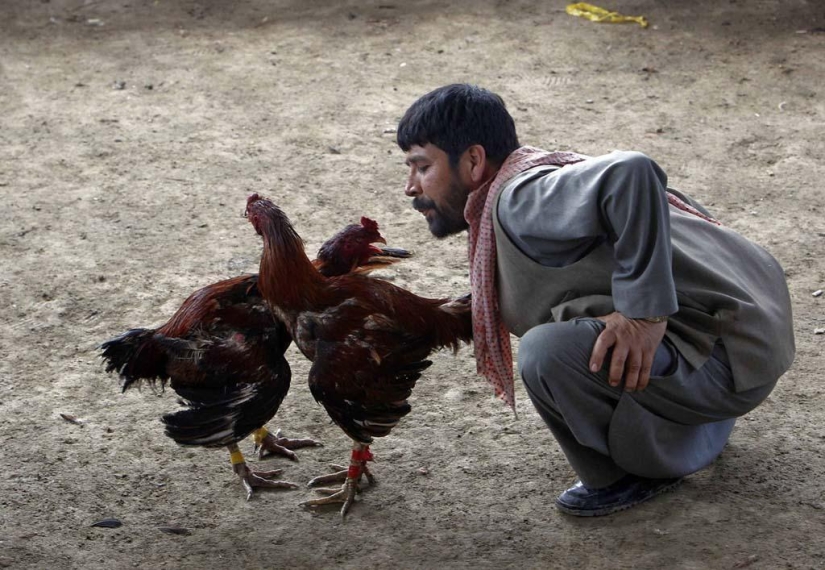 Cockfighting in Afghanistan