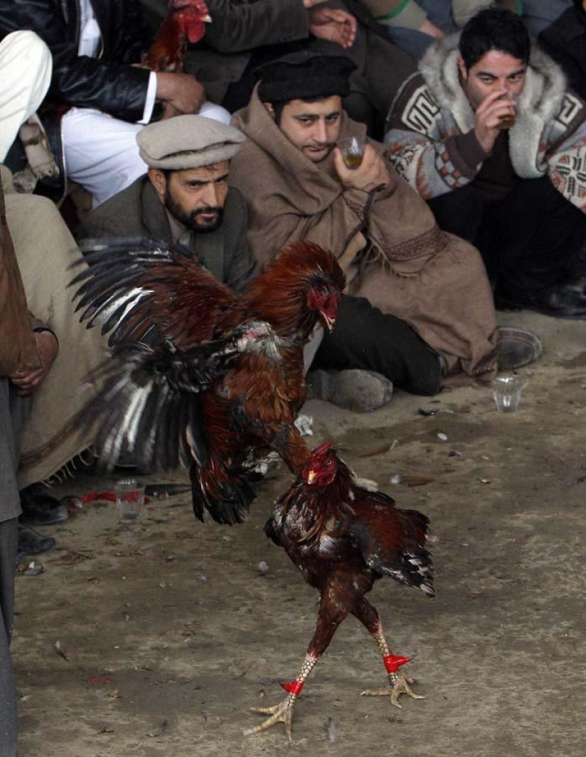 Cockfighting in Afghanistan
