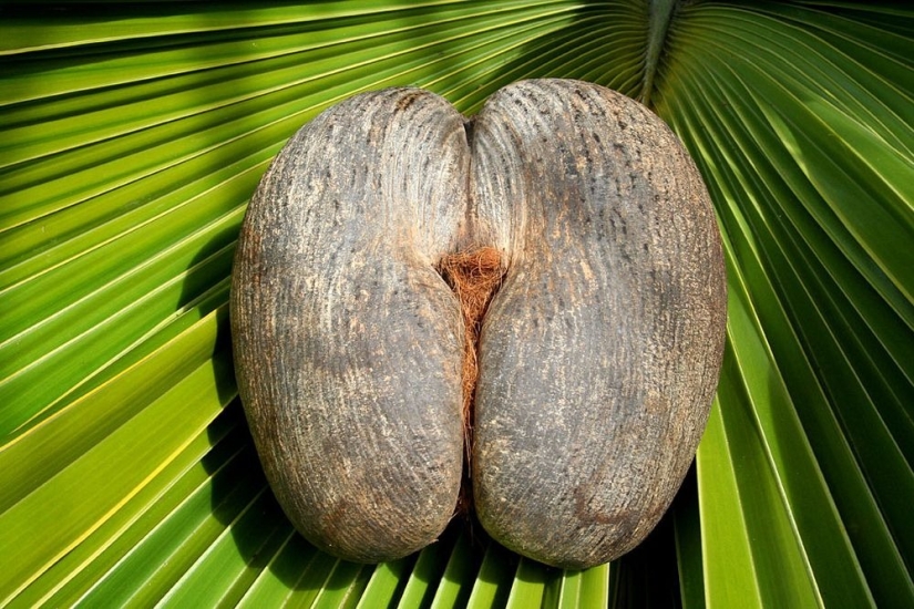 Coco de mer - a piquant palm tree that makes you blush