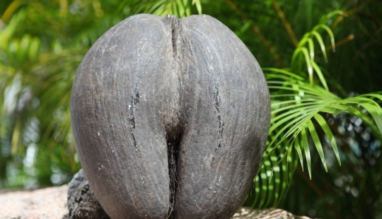 Coco de mer - a piquant palm tree that makes you blush