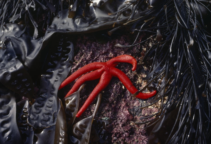 Colección de fotografías encontradas de National Geographic