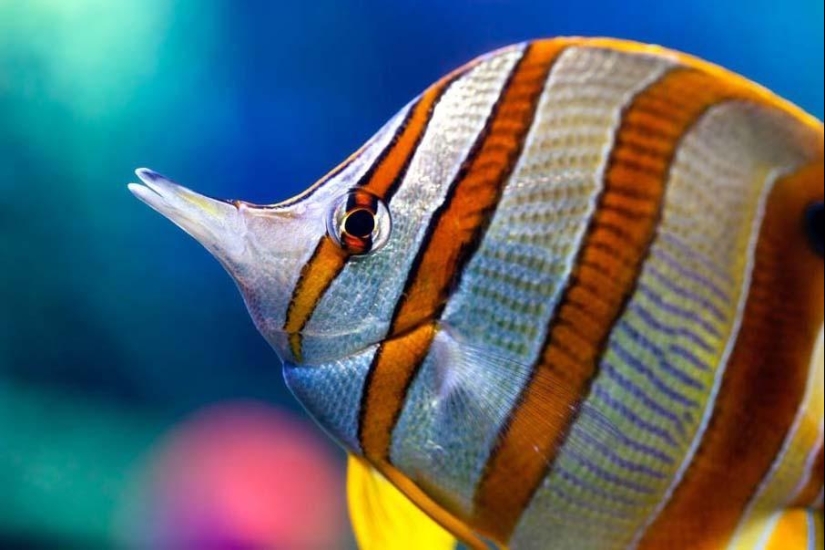 Colorful fish from the bottom of the ocean