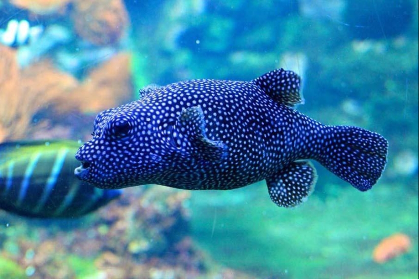 Colorful fish from the bottom of the ocean