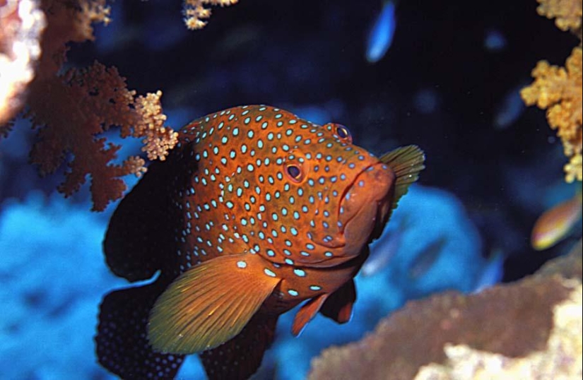 Colorful fish from the bottom of the ocean