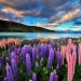 Colorful lupine bloom at Lake Tekapo
