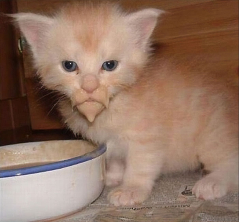 Come, no te mojes: 20 lindos gatitos que no saben comer con cuidado