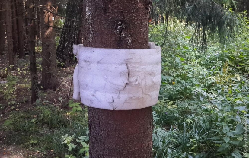 Complejo de poder &quot;Pinocho&quot;: Mecedora de madera en el bosque