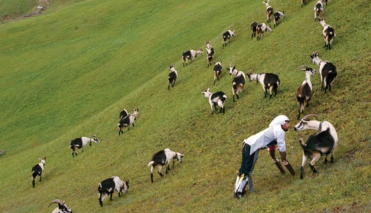 Con quién serás guiado, de eso ganarás: ¿por qué el británico se convirtió en una cabra? Con quién serás guiado, de eso ganarás: ¿por qué el británico se convirtió en una cabra?