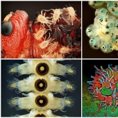 Concurso de fotomicrografía Nikon Small World 2023: 16 imágenes sorprendentes tomadas por científicos