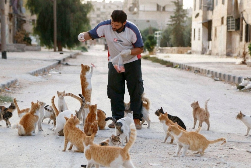 Conductor sirio rescata gatos abandonados