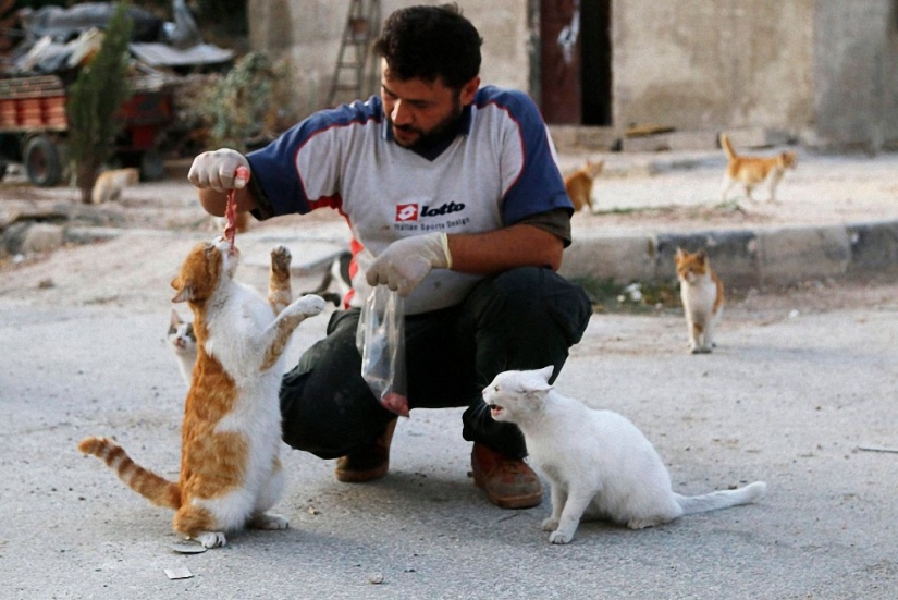 Conductor sirio rescata gatos abandonados