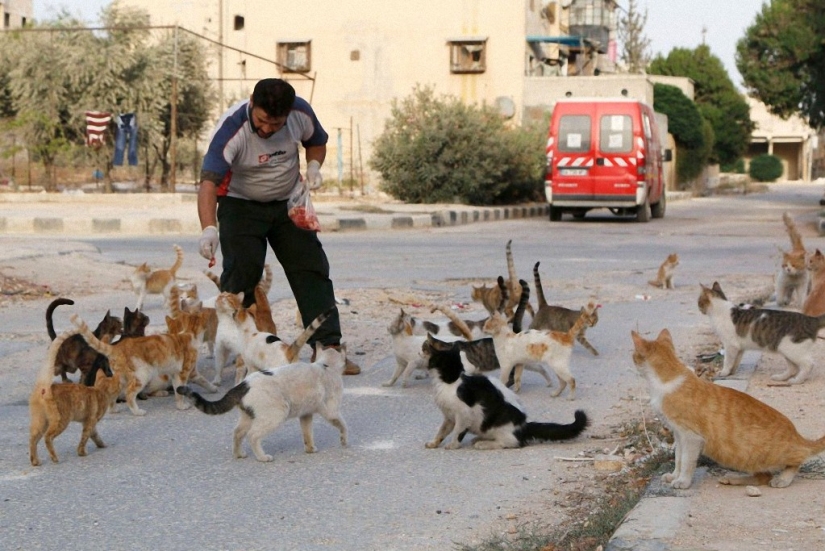 Conductor sirio rescata gatos abandonados