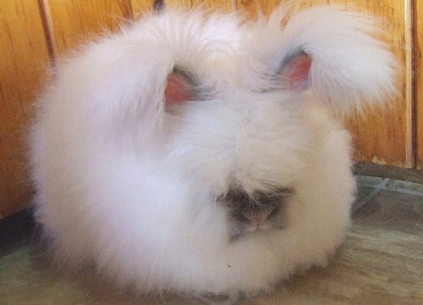 Conejo de angora - el más esponjoso del mundo