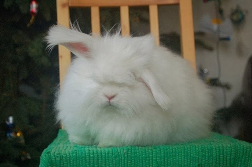 Conejo de angora - el más esponjoso del mundo