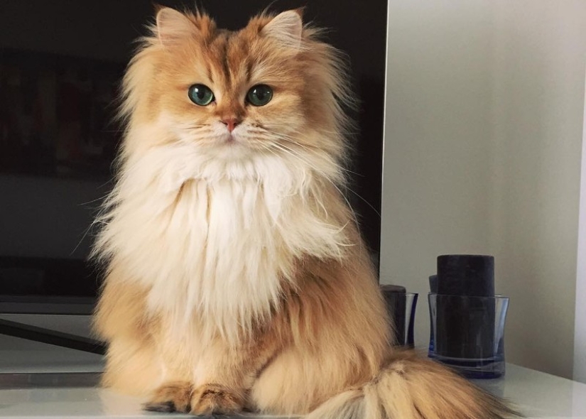 Conoce a Smoothie, el gato más fotogénico del mundo