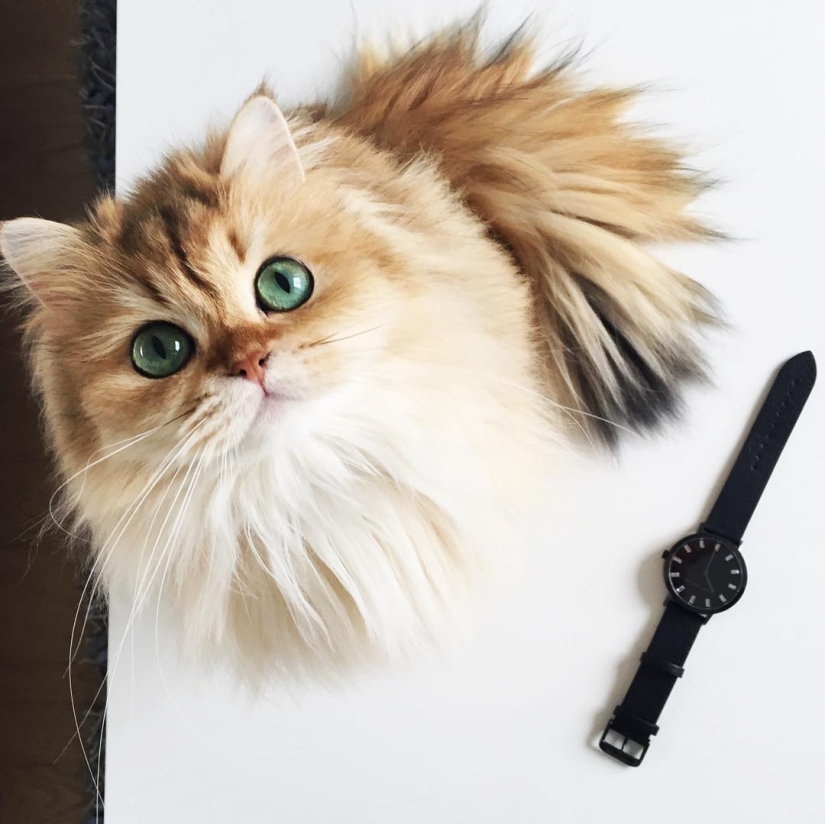 Conoce a Smoothie, el gato más fotogénico del mundo