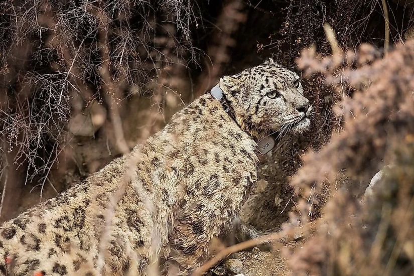 Conozca a 12 increíbles héroes de la conservación que salvan nuestra vida silvestre de la extinción