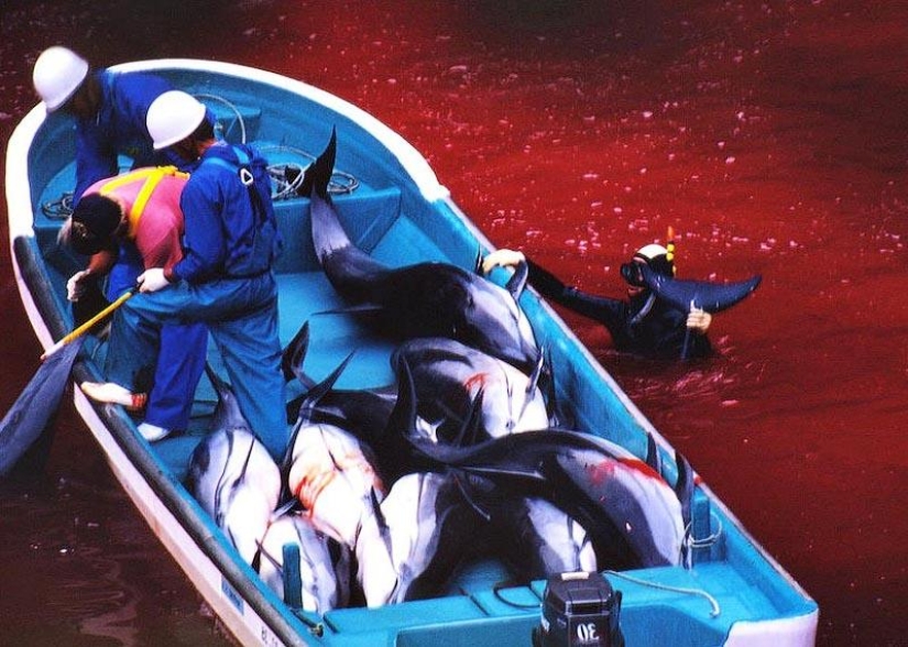 Continúan las matanzas de delfines en Japón