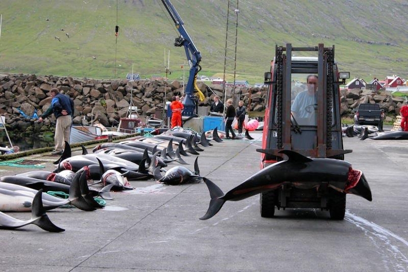 Continúan las matanzas de delfines en Japón