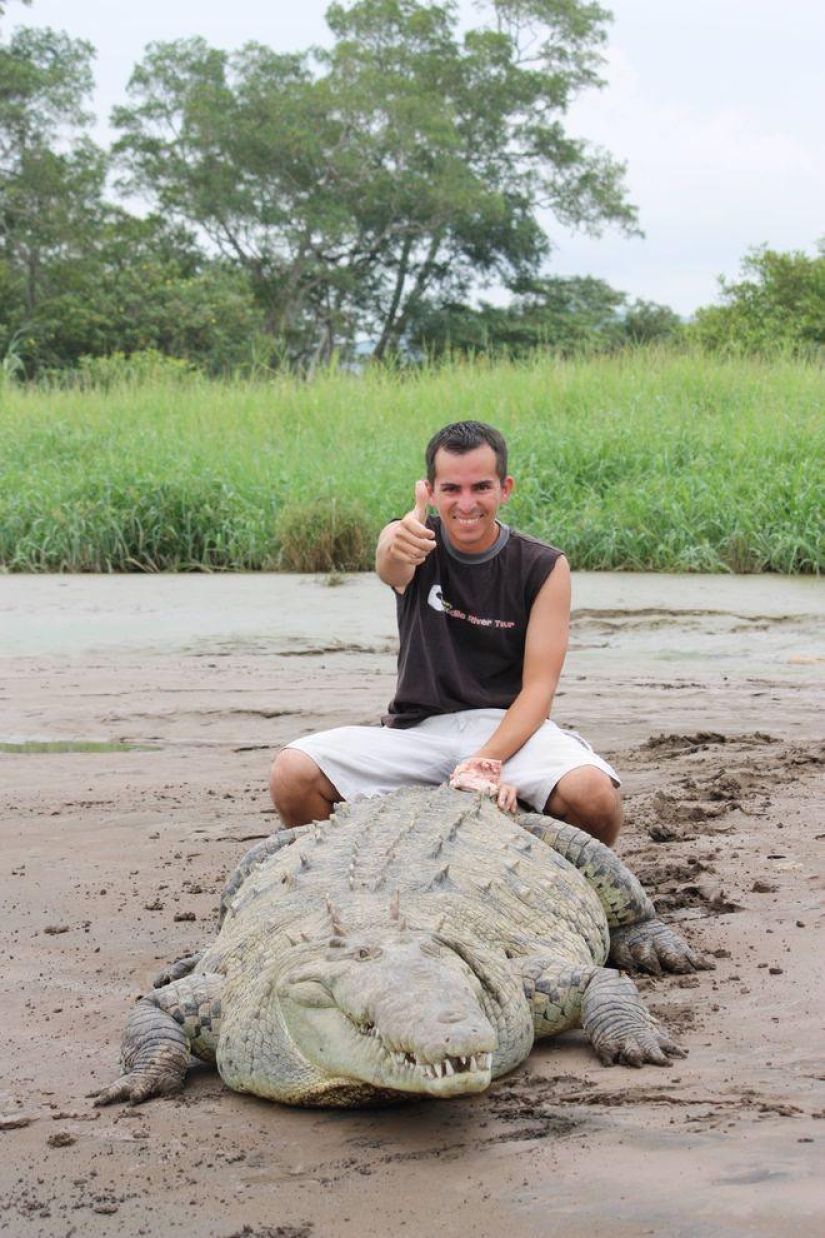 Costa Rica crocodile charmer