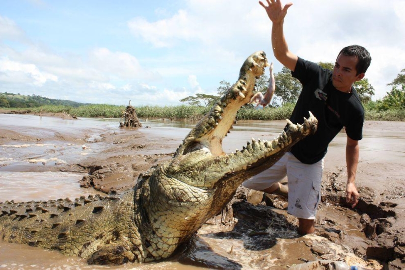 Costa Rica crocodile charmer