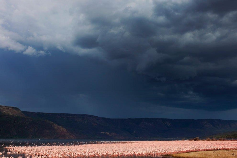 Country of pink flamingos