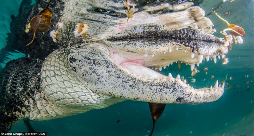Courageous animal lovers swim with rescued alligators