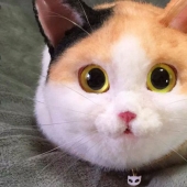 Creepy or cute? Cat bags are a new trend in Japan