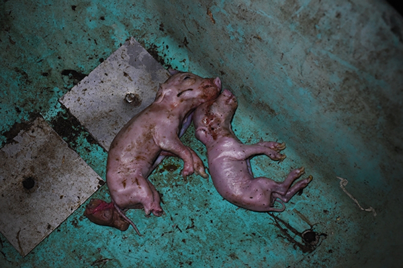 Creepy photo project about the life of pigs on farms