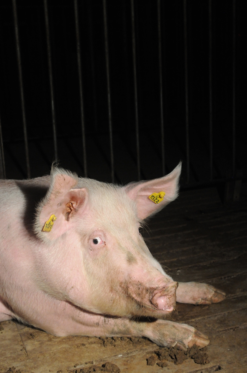 Creepy photo project about the life of pigs on farms