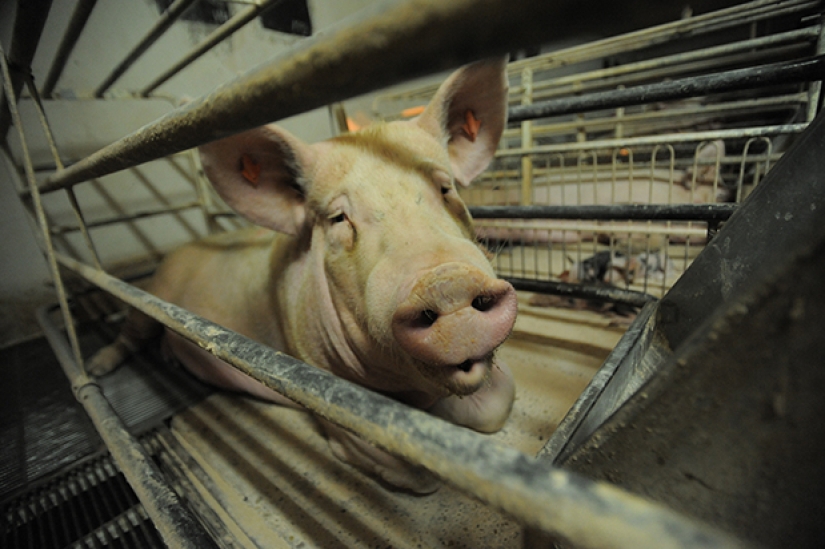 Creepy photo project about the life of pigs on farms