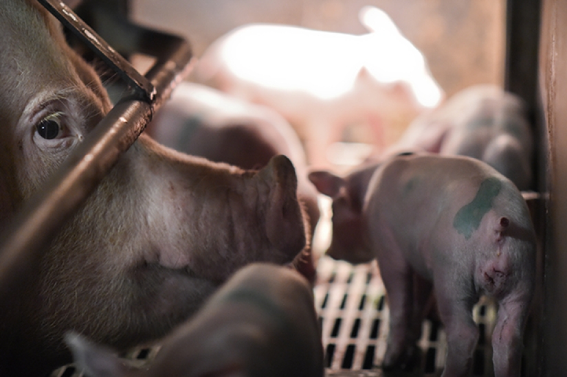 Creepy photo project about the life of pigs on farms
