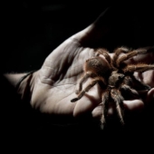 criadero de arañas chilenas