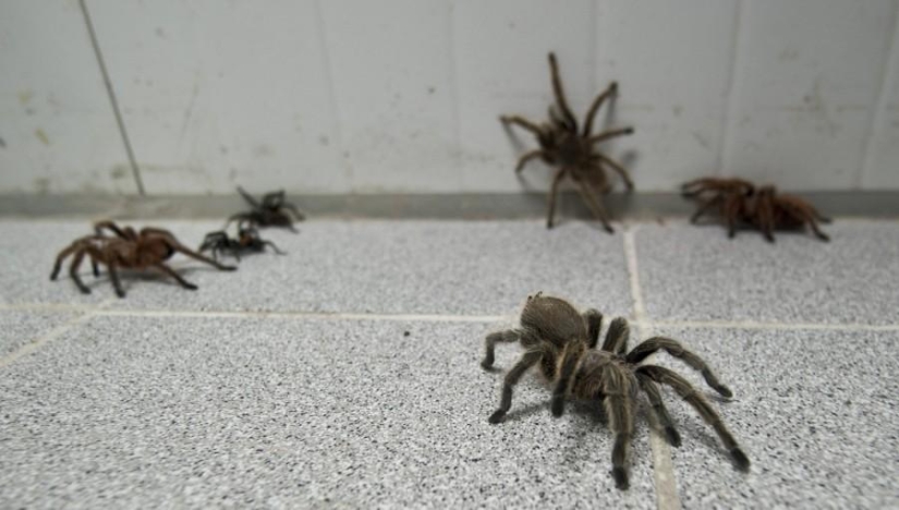 criadero de arañas chilenas