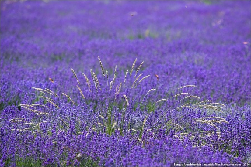 Crimean Provence. Lavender fields in Crimea