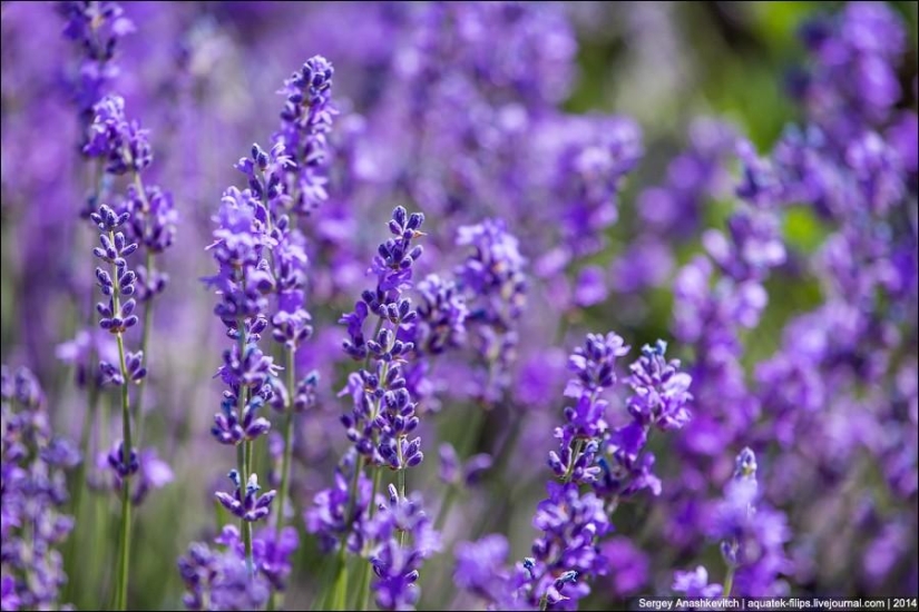 Crimean Provence. Lavender fields in Crimea
