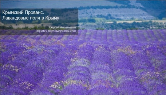 Crimean Provence. Lavender fields in Crimea