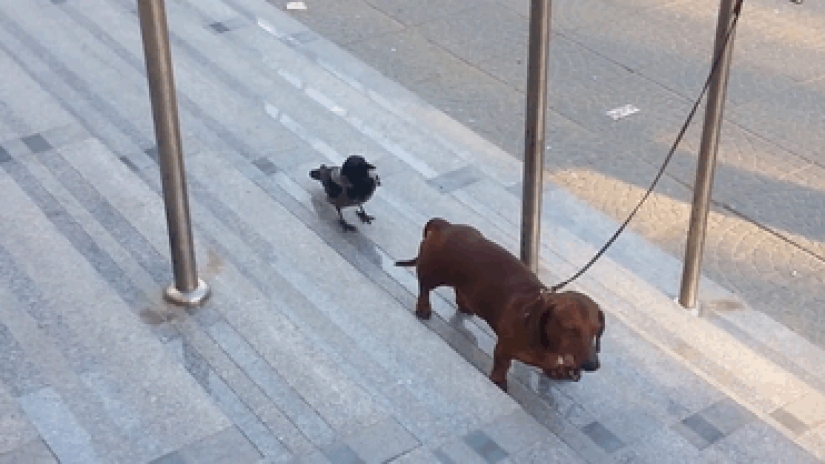 Crows troll other animals by pulling their tails