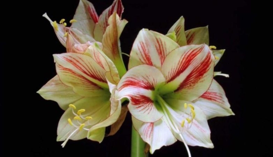 cuando las flores florecen cuando las flores florecen